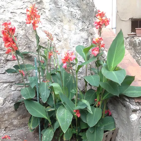 La Terrasse Du Mole Appartamento